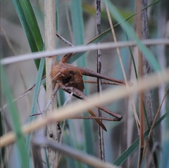 Thyreonotus corsicus