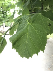 Tilia