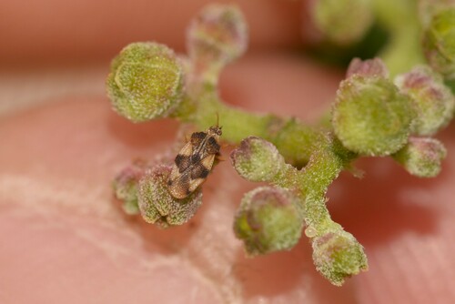 Cysteochila observed 2024-10-27