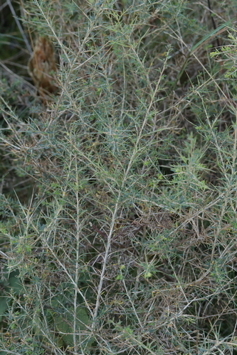 Image of Genista anglica by (c) Björn Sothmann, some rights reserved (CC BY-SA)