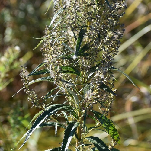 Image of Sawtooth Wormwood (Artemisia serrata) by no rights reserved