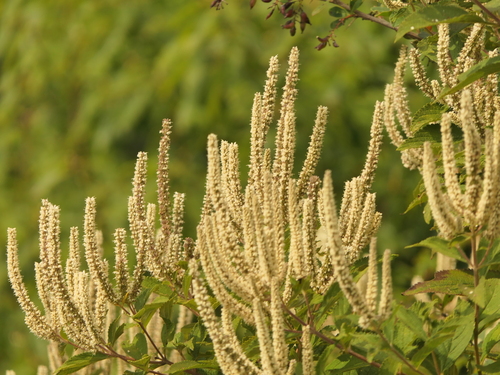 Image of Elsholtzia fruticosa by (c) Sagnik Dutta Roy, some rights reserved (CC BY)
