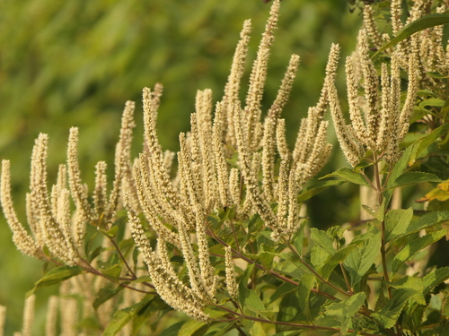 Image of Elsholtzia fruticosa by (c) Sagnik Dutta Roy, some rights reserved (CC BY)