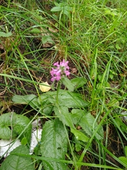 Betonica officinalis
