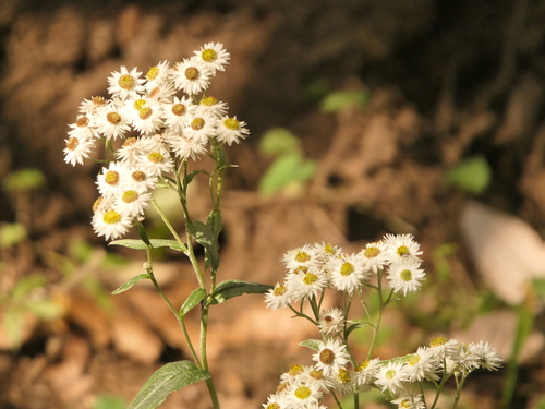 Anaphalis nepalensis, photograph 4