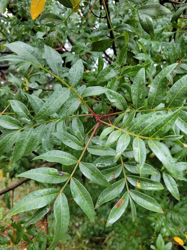 Pistacia × saportae (Pistacia × saportae)
