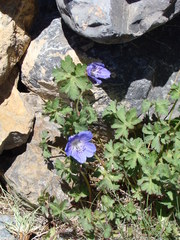 Geranium himalayense