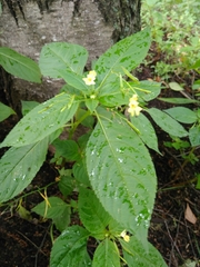 Impatiens parviflora