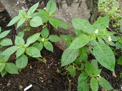 Impatiens parviflora