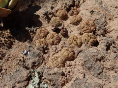Euphorbia globosa