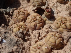Euphorbia globosa