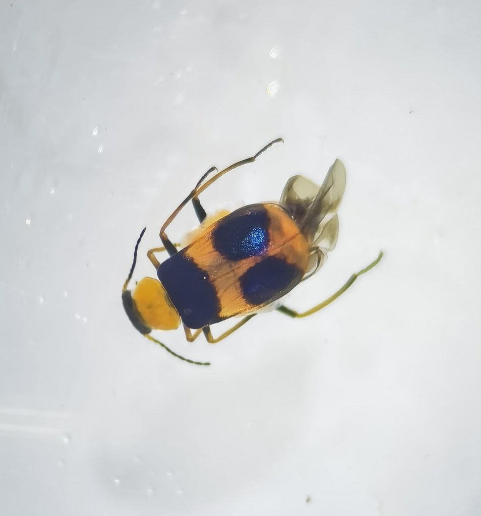 Yunnanebaeus