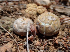 Euphorbia globosa
