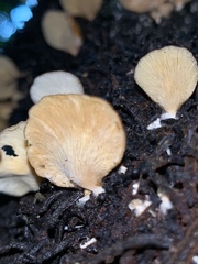 Panellus ligulatus