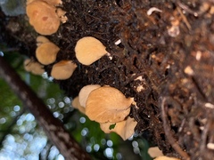 Panellus ligulatus