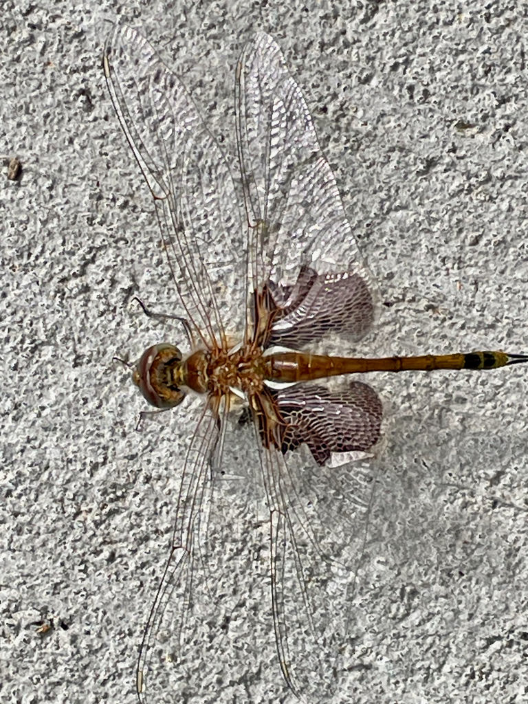 Carolina Saddlebags