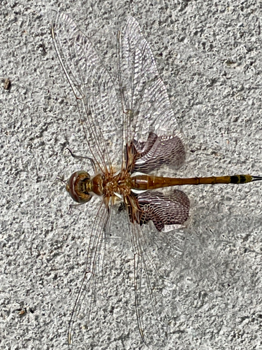 Carolina Saddlebags