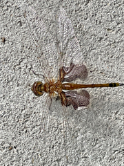 Carolina Saddlebags
