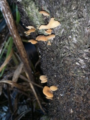 Panellus ligulatus
