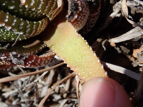 Haworthiopsis attenuata