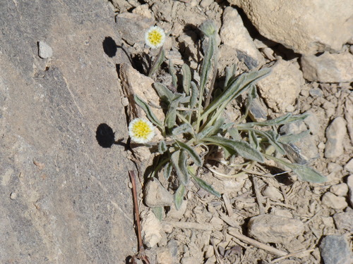 Lahaul Fleabane (Psychrogeton andryaloides)