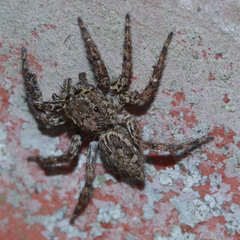 Plexippus petersi