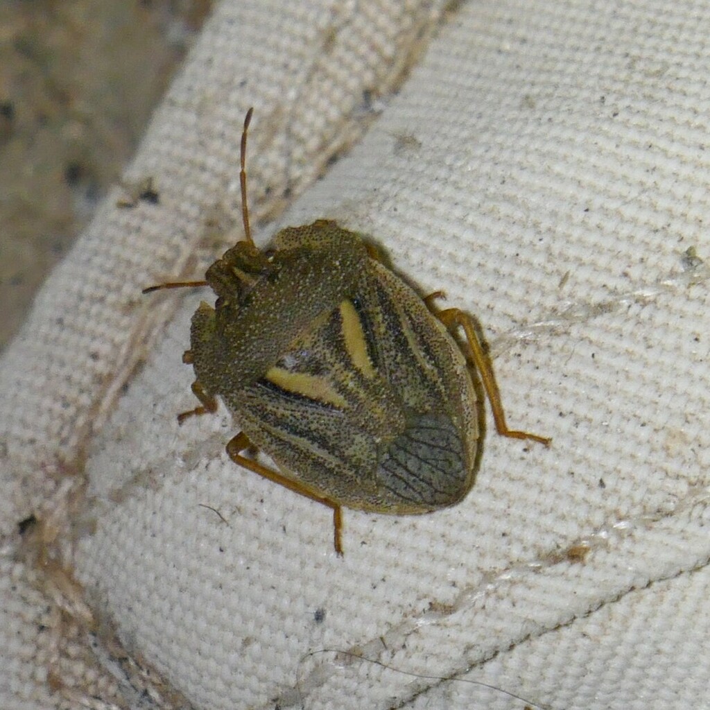 Cephaloplatus granulatus