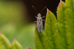 Nysius helveticus