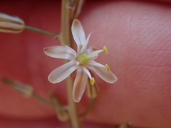 Drimia anomala