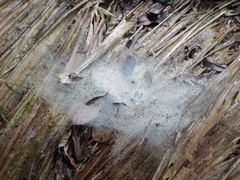 Aglaoctenus castaneus