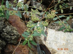 Euphorbia hypericifolia