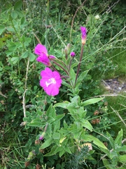Epilobium hirsutum