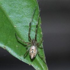 Tylorida ventralis