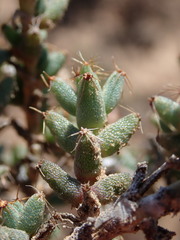 Trichodiadema barbatum