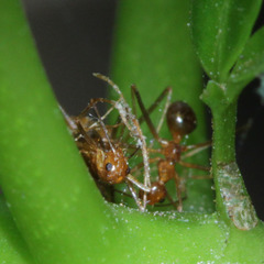 Anoplolepis gracilipes