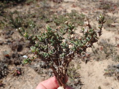 Trichodiadema barbatum