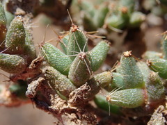 Trichodiadema barbatum