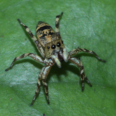 Cosmophasis thalassina