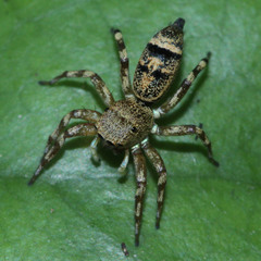 Cosmophasis thalassina