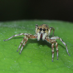 Cosmophasis thalassina