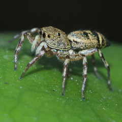 Cosmophasis thalassina