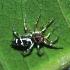 Cosmophasis thalassina