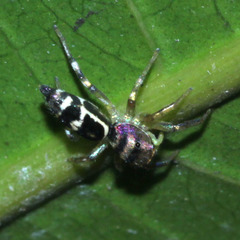 Cosmophasis thalassina