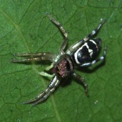 Cosmophasis thalassina