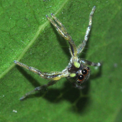 Cosmophasis thalassina