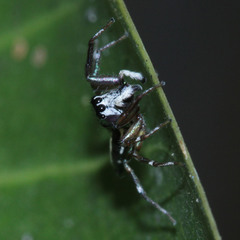 Cosmophasis thalassina