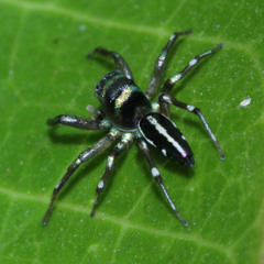 Cosmophasis thalassina