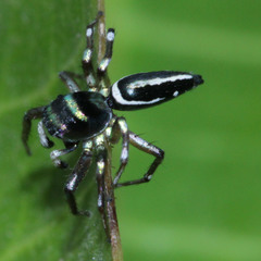 Cosmophasis thalassina