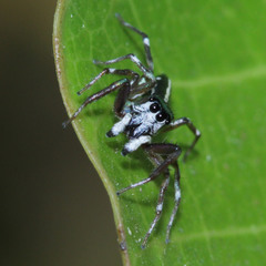 Cosmophasis thalassina