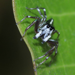 Cosmophasis thalassina